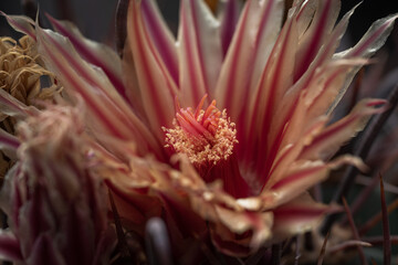 Red cactus flower with thorns.