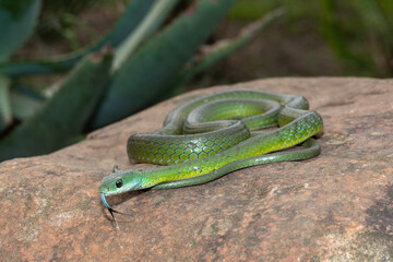 Beautiful Western Natal Green Snake (Philothamnus occidentalis) tongue-flicking 