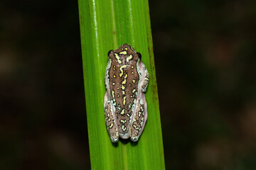 Beautiful colour pattern of a cute painted reed frog/ marbled reed frog (Hyperolius marmoratus)	