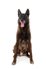 malinois in studio