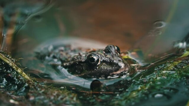 Green frog sits in a swamp close-up. Frog in the pool on floating aquatic plants, in water of different levels, close-up. Toads and frogs near the water in a pond on a spring day.
