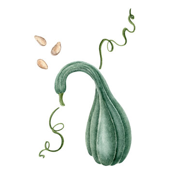 Green Squash with Seeds. Autumn watercolor tromboncino illustration.  Use for wallpaper, banner, textile, postcard or wrapping paper