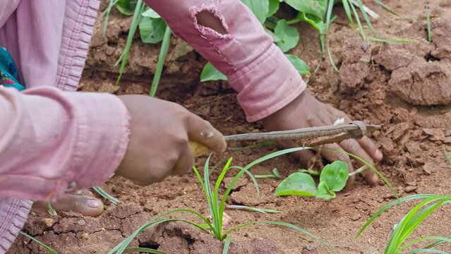 An Indian woman is weeding an eggplant field using a hand hoe in the traditional way