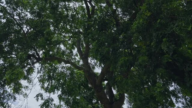 A view of the branches of a big Neem tree or Indian lilac swaying in the wind
