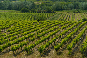 Fototapeta na wymiar Fields with vineyards in the south of France.