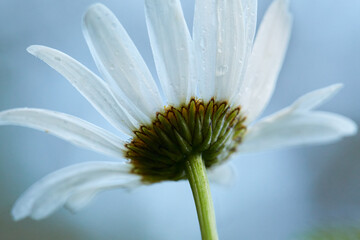 Daisy flower close-up photograph. Fresh summer flower up close.	
