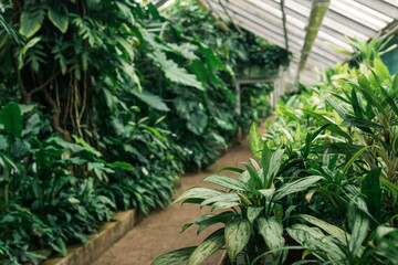 interior of a large greenhouse with a collection of tropical plants