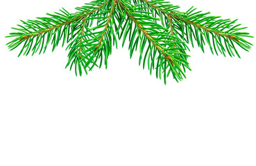 Several spruce branches from above isolated on a transparent background.