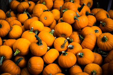 A Day at the Orchard