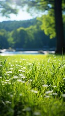 Soft focus grass in field with trees in background