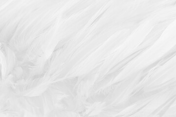 Beautiful white bird feathers pattern texture background.