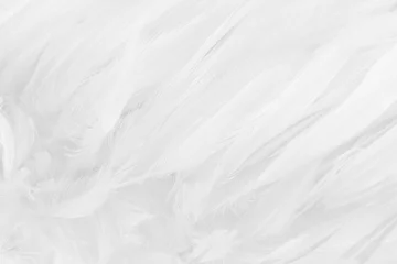 Fototapeten Beautiful white bird feathers pattern texture background. © Tumm8899
