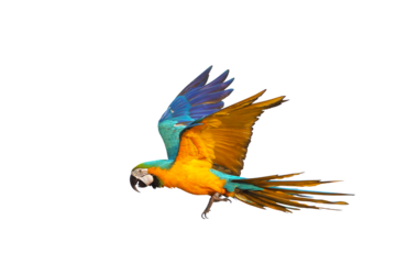 Colorful flying parrot isolated on transparent background png file