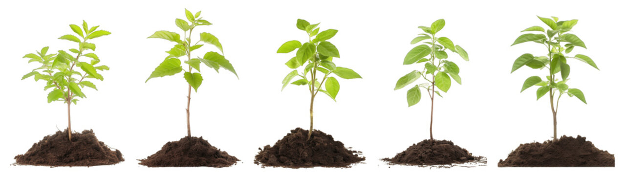 Small tree saplings with dirt isolated on transaprent background generative ai