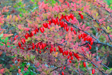 Red hawthorn berries in the autumn garden