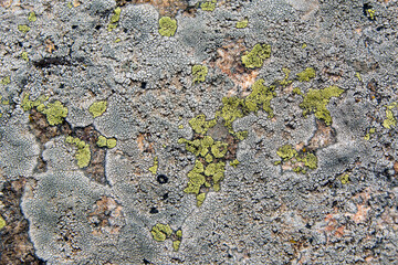 Lichen on rock