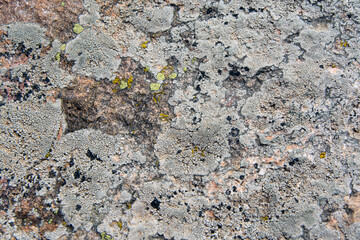 Lichen on rock