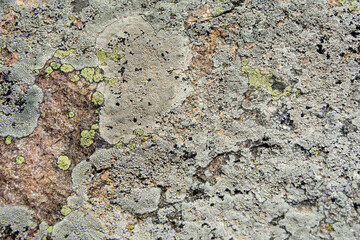 Lichen on rock