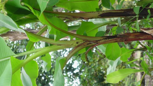 Green banana tree in the garden,Vertical video