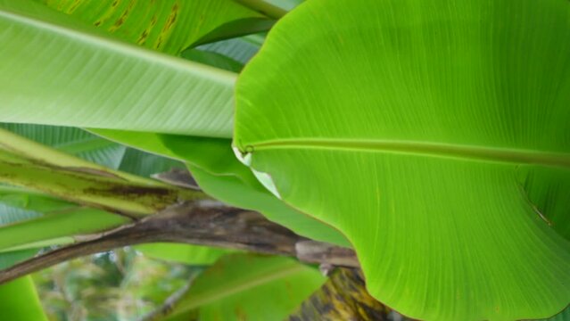 Green banana leaves and water drops,Vertical video.