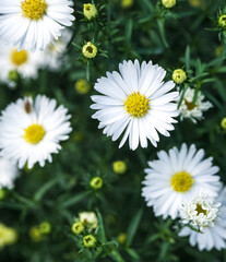 Beautiful close-up of white symphyotrichum novi-belgii flowers	