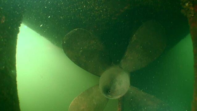 Alien Species: The camera shows the underwater part of the vessel covered by the numerous shells of Zebra Mussel (Dreissena polymorpha).