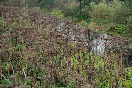 A field of withered plants Hogweed Sosnowski on the road. Hogweed everywhere
