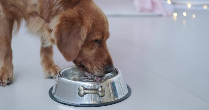 A Golden Retriever dog drinks clean water from an iron dog bowl with a bone. Hot weather, drought, dehydration in dogs. The dog quenches his thirst.
