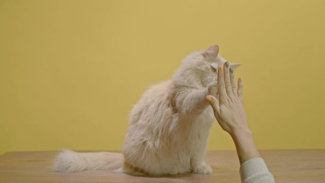 The trained cat sits up and high-fives the hand that came from below.