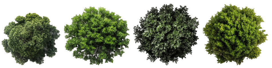 Top view of dense green foliage trees, isolated on transparent background generative ai - obrazy, fototapety, plakaty