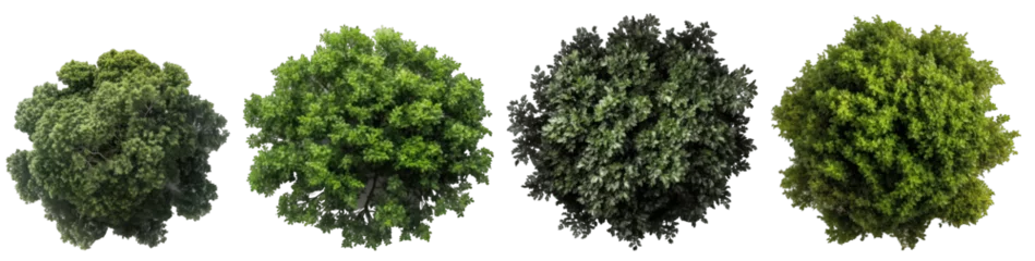 Foto op Aluminium Top view of dense green foliage trees, isolated on transparent background generative ai © Hixel