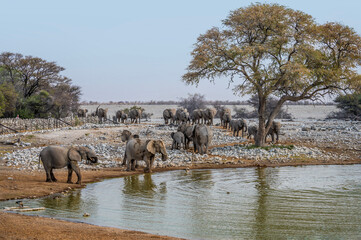Obraz premium A view of a herd of elephants joining a herd already at waterhole in the Etosha National Park in Namibia in the dry season