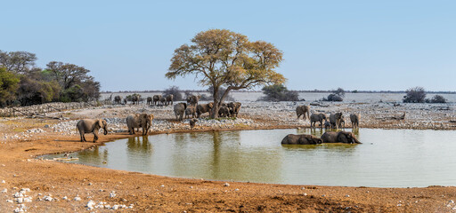 A view of elephants at waterhole in the late afternoon in the Etosha National Park in Namibia in the dry season - obrazy, fototapety, plakaty