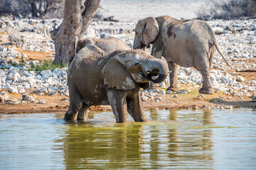 A close up view of a baby elephant drinking at a waterhole in the Etosha National Park in Namibia in the dry season