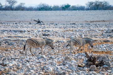 Fototapeta na wymiar A view of a pair of Zebras leaving a waterhole in the Etosha National Park in Namibia in the dry season
