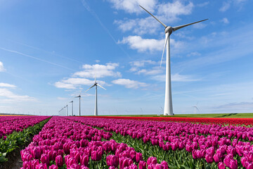 field with purple triumph tulips (variety ‘Purple Prince’) in Flevoland, Netherlands