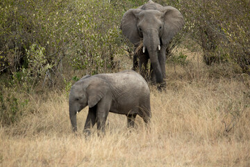 Female and cub of African savanna elephant in the African savanna with the last lights of a sunny summer day