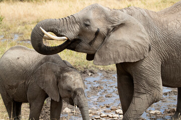 Mother and cub of African savanna elephant drinking water from an African savanna water spring at first light of day