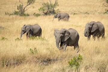 Fototapeta premium Group of females, cubs and young males of African savanna elephant among the grasses of the African savannah with the first light of sunrise