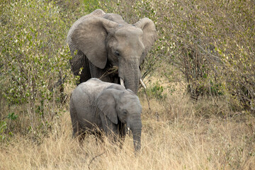Obraz premium Female and cub of African savanna elephant in the African savanna with the last lights of a sunny summer day