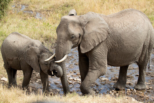 Female and cub of African savanna elephant in the African savanna with the last lights of a sunny summer day
