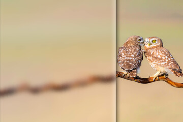 Little owls. Photo with a frosted glass effect applied to one side. presentation, card, poster etc. ready-to-use image. 
