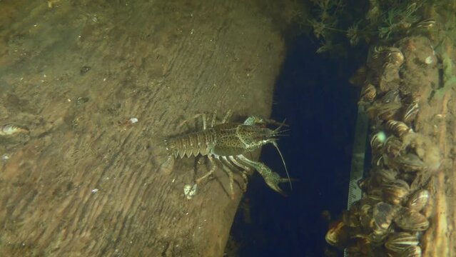 A Broad Clawed Crayfish (Astacus astacus) hides between boards at an underwater archaeological site.
