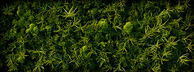 pattern photo of a green lawn, in the style of uhd image, aerial view, heavy texture