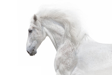 White horse in high key close up