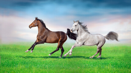 Grey and bay horse with long mane  run