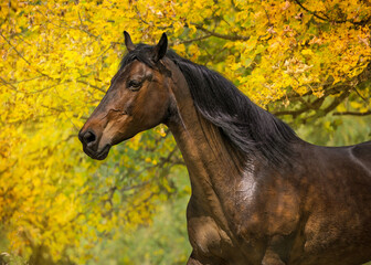 Beautiful horse in fall park