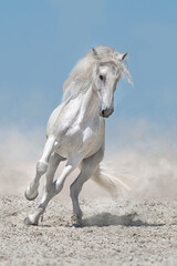 Horse free run in desert - 657185642