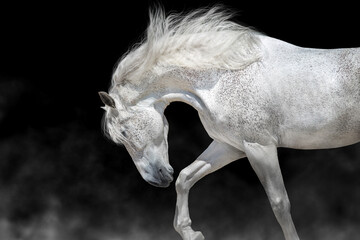 White horse with long mane free run