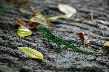 Close-up of a lizard, on the ground